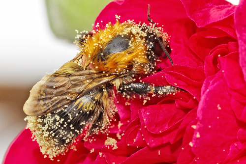 bee covered in pollen